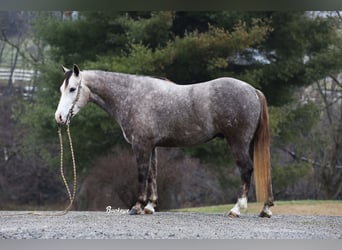 American Quarter Horse, Wałach, 5 lat, 145 cm, Siwa jabłkowita