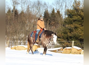 American Quarter Horse, Wałach, 5 lat, 145 cm, Siwa jabłkowita