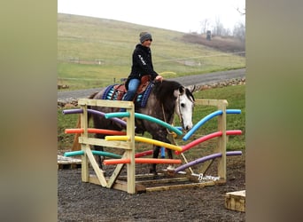 American Quarter Horse, Wałach, 5 lat, 145 cm, Siwa jabłkowita