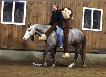 American Quarter Horse, Wałach, 5 lat, 145 cm, Siwa jabłkowita