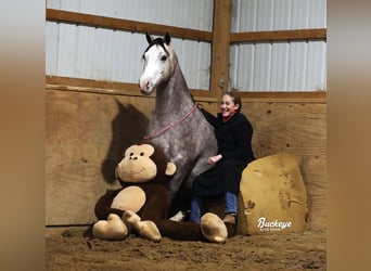 American Quarter Horse, Wałach, 5 lat, 145 cm, Siwa jabłkowita