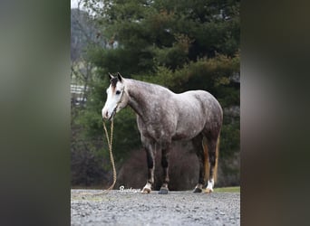 American Quarter Horse, Wałach, 5 lat, 145 cm, Siwa jabłkowita