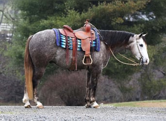 American Quarter Horse, Wałach, 5 lat, 145 cm, Siwa jabłkowita