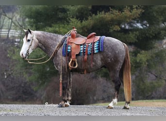 American Quarter Horse, Wałach, 5 lat, 145 cm, Siwa jabłkowita