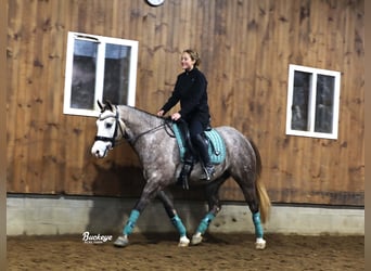 American Quarter Horse, Wałach, 5 lat, 145 cm, Siwa jabłkowita