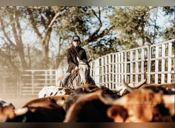 American Quarter Horse, Wałach, 5 lat, 145 cm, Siwa