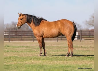 American Quarter Horse, Wałach, 5 lat, 147 cm, Bułana