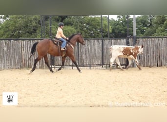 American Quarter Horse, Wałach, 5 lat, 147 cm, Gniada