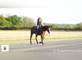American Quarter Horse, Wałach, 5 lat, 147 cm, Gniada