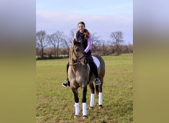 American Quarter Horse, Wałach, 5 lat, 147 cm, Grullo