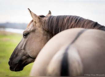 American Quarter Horse, Wałach, 5 lat, 147 cm, Grullo