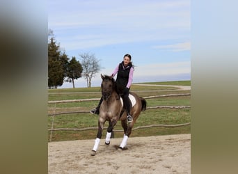 American Quarter Horse, Wałach, 5 lat, 147 cm, Grullo