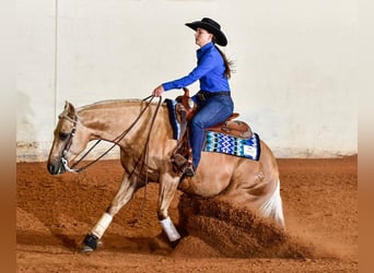 American Quarter Horse, Wałach, 5 lat, 147 cm, Izabelowata