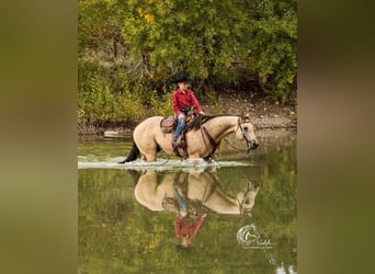 American Quarter Horse, Wałach, 5 lat, 147 cm, Jelenia