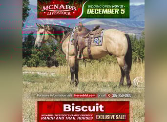 American Quarter Horse, Wałach, 5 lat, 147 cm, Jelenia
