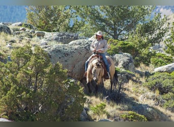 American Quarter Horse, Wałach, 5 lat, 147 cm, Jelenia