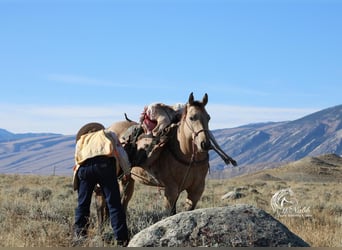 American Quarter Horse, Wałach, 5 lat, 147 cm, Jelenia