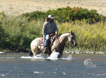 American Quarter Horse, Wałach, 5 lat, 147 cm, Jelenia