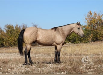 American Quarter Horse, Wałach, 5 lat, 147 cm, Jelenia