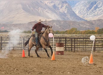 American Quarter Horse, Wałach, 5 lat, 147 cm, Jelenia