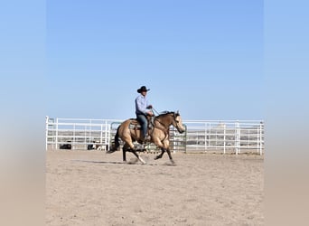 American Quarter Horse, Wałach, 5 lat, 147 cm, Jelenia