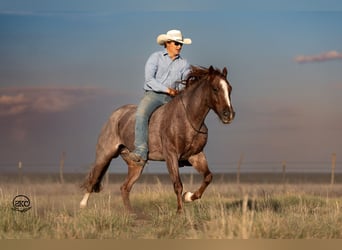 American Quarter Horse, Wałach, 5 lat, 147 cm, Kasztanowatodereszowata