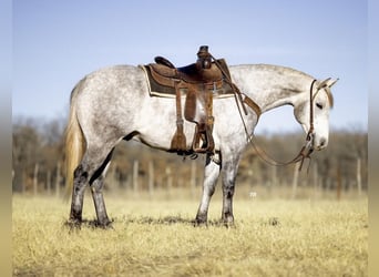 American Quarter Horse Mix, Wałach, 5 lat, 147 cm, Siwa jabłkowita