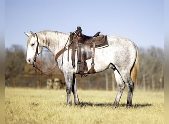 American Quarter Horse Mix, Wałach, 5 lat, 147 cm, Siwa jabłkowita