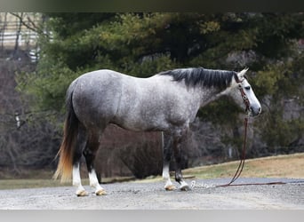 American Quarter Horse, Wałach, 5 lat, 147 cm, Siwa jabłkowita