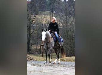 American Quarter Horse, Wałach, 5 lat, 147 cm, Siwa jabłkowita