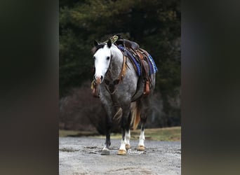 American Quarter Horse, Wałach, 5 lat, 147 cm, Siwa jabłkowita