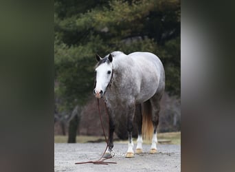 American Quarter Horse, Wałach, 5 lat, 147 cm, Siwa jabłkowita