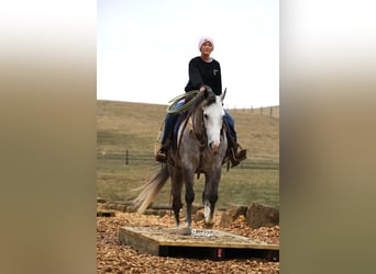 American Quarter Horse, Wałach, 5 lat, 147 cm, Siwa jabłkowita