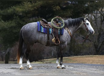 American Quarter Horse, Wałach, 5 lat, 147 cm, Siwa jabłkowita