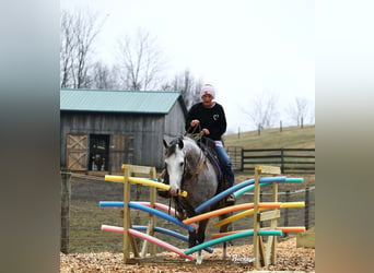 American Quarter Horse, Wałach, 5 lat, 147 cm, Siwa jabłkowita