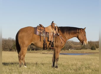 American Quarter Horse, Wałach, 5 lat, 150 cm, Bułana