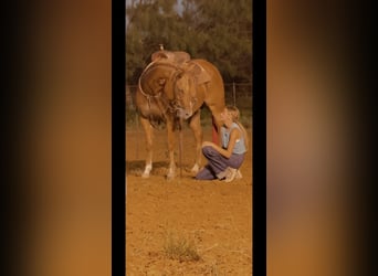 American Quarter Horse, Wałach, 5 lat, 150 cm, Cisawa