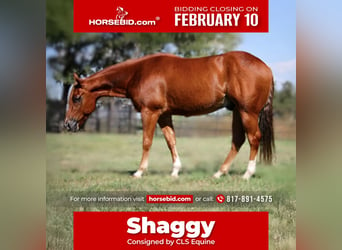 American Quarter Horse, Wałach, 5 lat, 150 cm, Cisawa