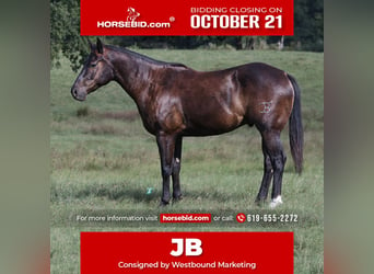 American Quarter Horse, Wałach, 5 lat, 150 cm, Gniada