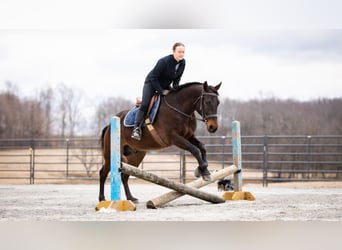 American Quarter Horse, Wałach, 5 lat, 150 cm, Gniada