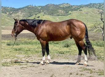 American Quarter Horse, Wałach, 5 lat, 150 cm, Gniada