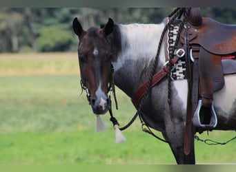 American Quarter Horse Mix, Wałach, 5 lat, 150 cm, Gniadodereszowata