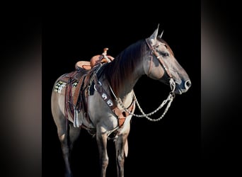 American Quarter Horse, Wałach, 5 lat, 150 cm, Grullo