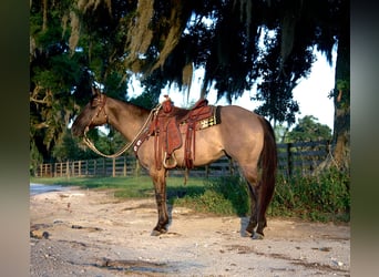 American Quarter Horse, Wałach, 5 lat, 150 cm, Grullo