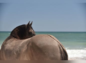 American Quarter Horse, Wałach, 5 lat, 150 cm, Grullo