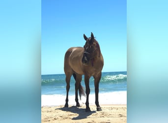 American Quarter Horse, Wałach, 5 lat, 150 cm, Grullo