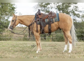 American Quarter Horse, Wałach, 5 lat, 150 cm, Izabelowata