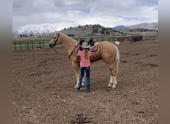 American Quarter Horse, Wałach, 5 lat, 150 cm, Izabelowata