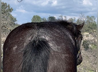 American Quarter Horse, Wałach, 5 lat, 150 cm, Karodereszowata