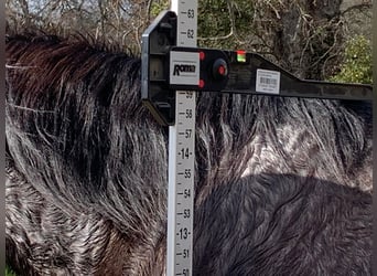 American Quarter Horse, Wałach, 5 lat, 150 cm, Karodereszowata